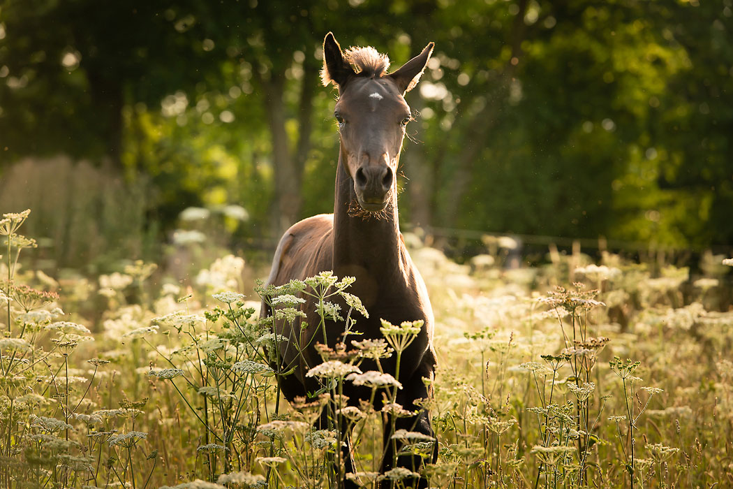 Braunschweig-Pferdefotografie-Fohlen