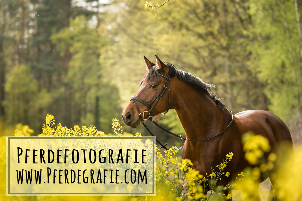 Gifhorn-Fotograf-Pferd-2