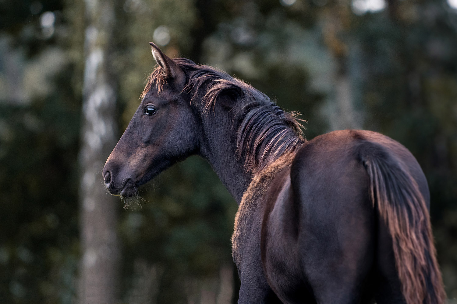 Pferdefotograf-Gifhorn-Fohlen