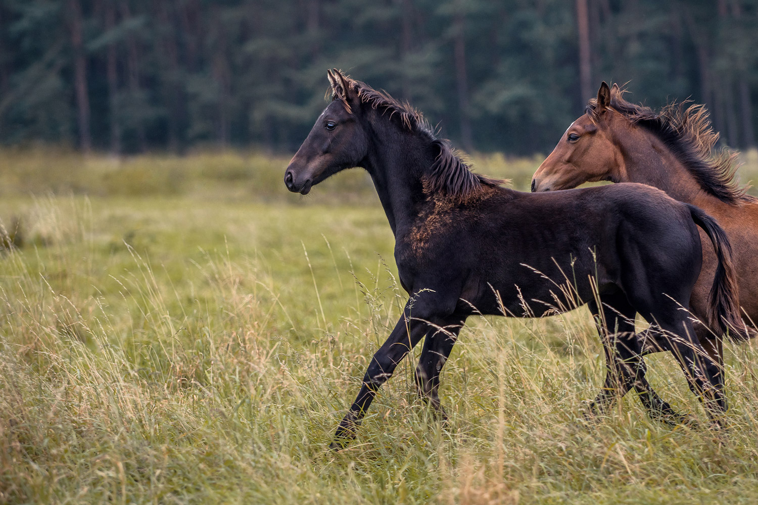 Pferdefotografie-Gifhorn-Fohlen